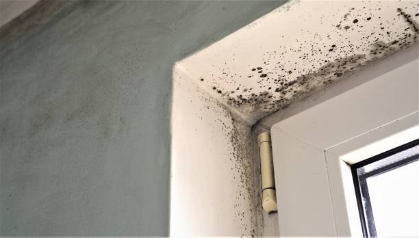 Best Black Mold Removal  in Slater, IA