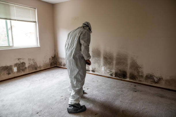 Best Mold Damage Restoration  in Slater, IA