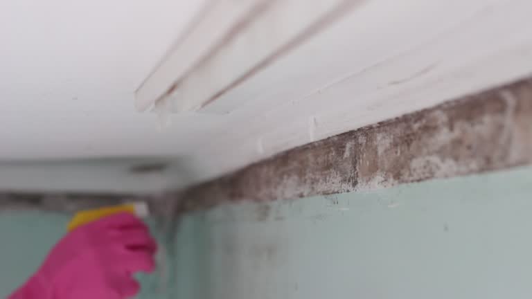 Best Mold-Related Health Consultation  in Slater, IA